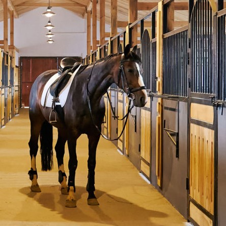 In the stable with horse in a equestrian center